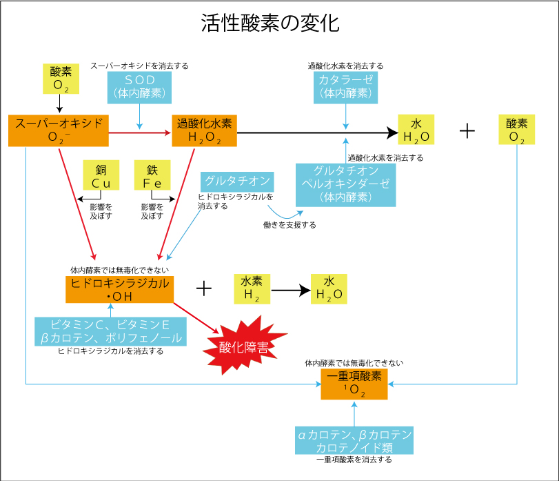 活性酸素、抗酸化物質、精子の質、卵子の質