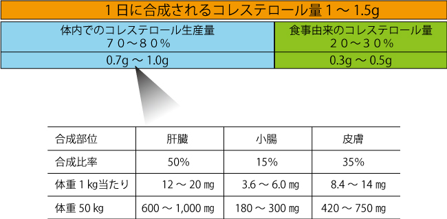 コレステロール、不妊、卵子の老化、エストロゲン、男性ホルモン