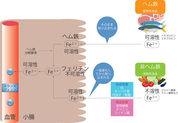妊活、たまご、卵子の老化