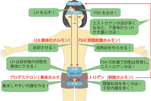 体質改善、子宮、卵巣、卵子、卵管、不妊