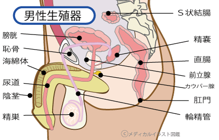 精子、精索静脈瘤、体質改善、睾丸、精子の質