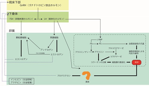 エストロゲン、プロゲステロン、卵巣機能