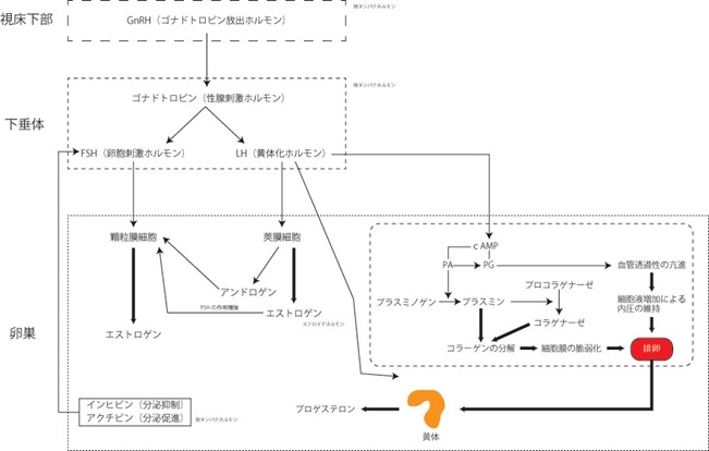 血行、体質改善、不妊、銀のすず