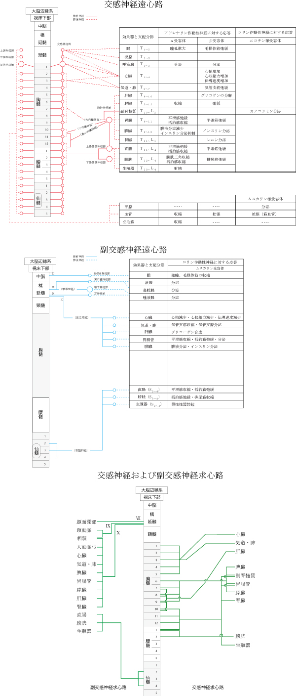 自律神経、交感神経、ピックアップ障害