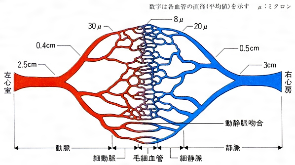 血行、体質改善、卵巣動脈、子宮動脈