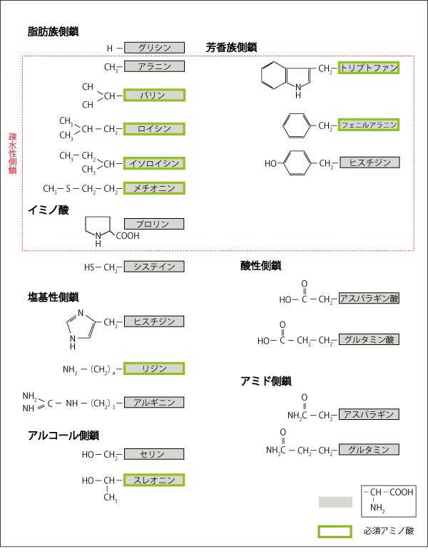 亜鉛、牡蠣、テストステロン