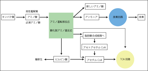 亜鉛、牡蠣、テストステロン