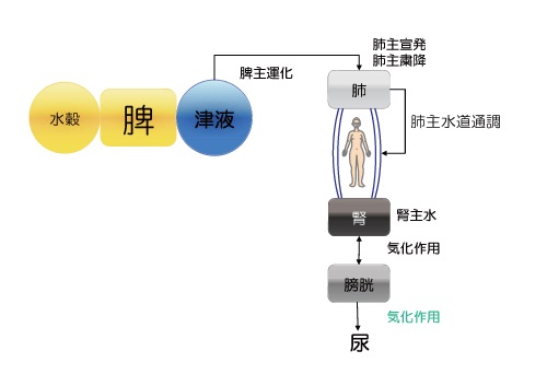気、元気、衛気