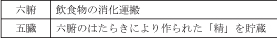臓腑、五臓六腑、奇恒の腑