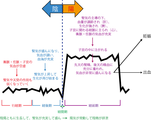 帰脾湯、針灸、体質改善