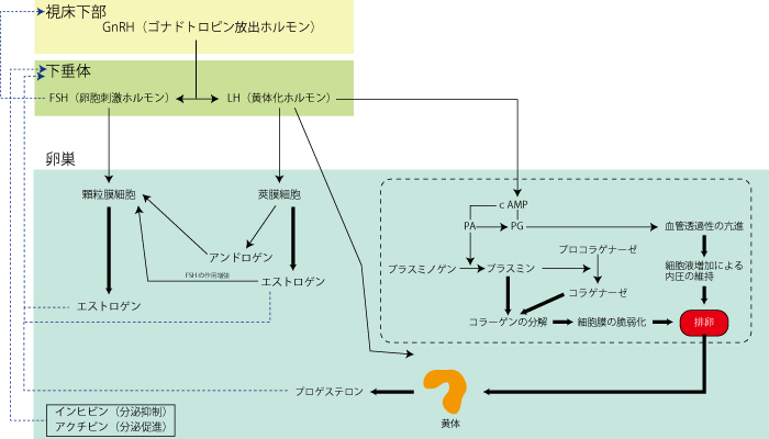 弁証、漢方、月経周期