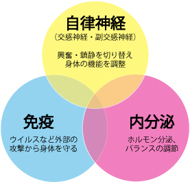 ホメオスタシス、恒常性、自律神経、ホルモン、免疫