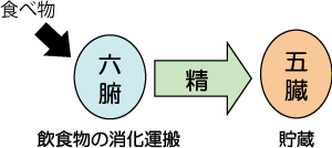 臓腑、五臓六腑、奇恒の腑