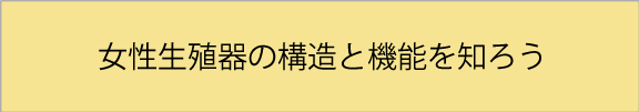 女性生殖器の構造と機能を知ろう