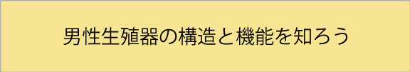 男性生殖器の構造と機能を知ろう